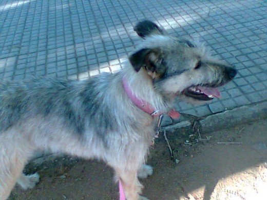 Muy inquieto, de color gris, pelo semilargo. Tamaño mediano. Le gusta jugar con Jazmin Muy inquieto, de color gris, pelo semilargo. Tamaño mediano. Le gusta jugar con Jazmin